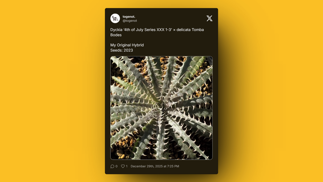 Close-up of Dyckia hybrid with silvery spiny leaves