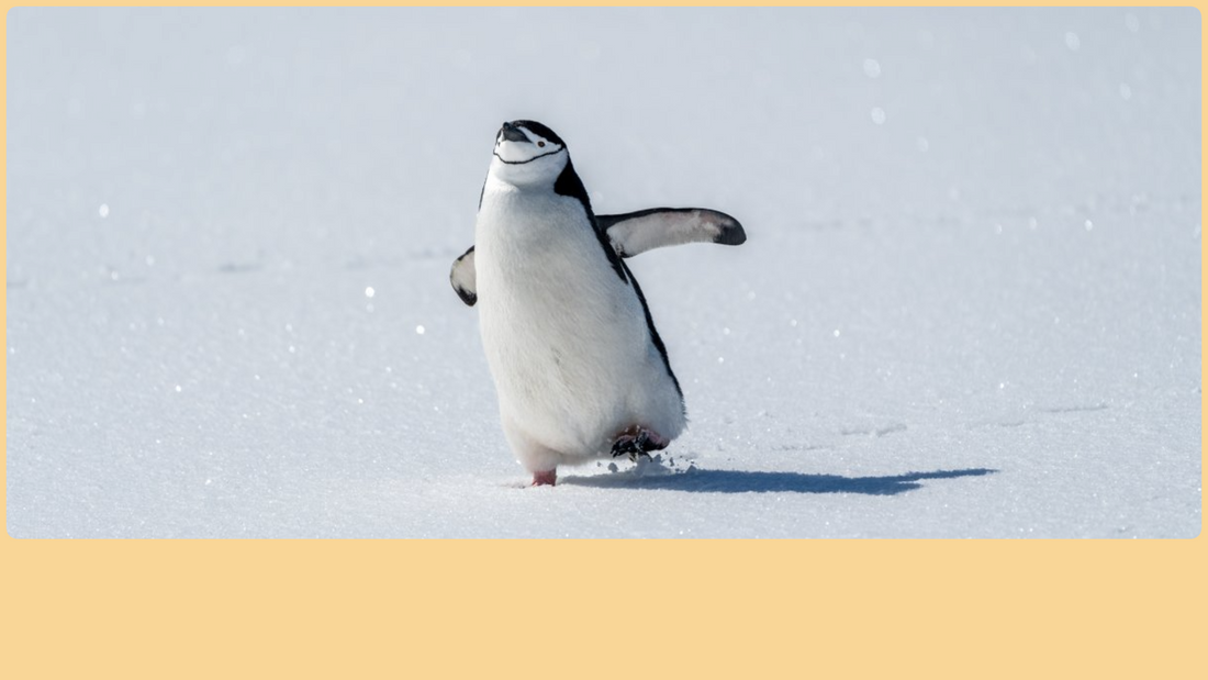 viral nihilist penguin meme symbolizing burnout and existential choice